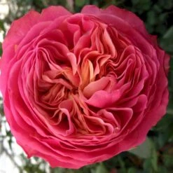 'Loves Me® With Heart And Soul'™ Rosa X 'Loves Me® With Heart And Soul'™ (Buketrose) A-Kvalitet,- Barrods Roser Min. 3 Grene