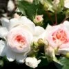 'Stephanie Baronin Zu Guttenberg'® Rosa X 'Stephanie Baronin Zu Guttenberg'® (Buketrose) A-Kvalitet,- Barrods Roser Min. 3 Grene 2 'Stephanie Baronin Zu Guttenberg'® Rosa X 'Stephanie Baronin Zu Guttenberg'® (Buketrose) A-Kvalitet,- Barrods Roser Min. 3 Grene -Planter Salgsbutik p35417 53369 rosa x stephanie baronin zu guttenberg buketrose b4e5