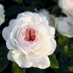 'Stephanie Baronin Zu Guttenberg'® Rosa X 'Stephanie Baronin Zu Guttenberg'® (Buketrose) A-Kvalitet,- Barrods Roser Min. 3 Grene 7 'Stephanie Baronin Zu Guttenberg'® Rosa X 'Stephanie Baronin Zu Guttenberg'® (Buketrose) A-Kvalitet,- Barrods Roser Min. 3 Grene -Planter Salgsbutik p35417 54042 rosa x stephanie baronin zu guttenberg buketrose 0f39