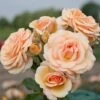 'Sweet Honey'® Rosa X 'Sweet Honey'® (Buketrose) A-Kvalitet,- Barrods Roser Min. 3 Grene 1 'Sweet Honey'® Rosa X 'Sweet Honey'® (Buketrose) A-Kvalitet,- Barrods Roser Min. 3 Grene -Planter Salgsbutik p35418 53371 rosa x sweet honey buketrose 3fb9
