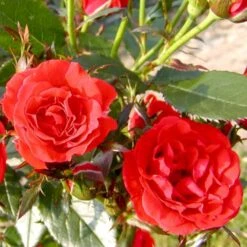 'Top™ Hit'® Rosa X 'Top™ Hit'® (Miniaturerose) A-Kvalitet,- Barrods Roser Min. 3 Grene