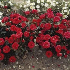 'Top™ Hit'® Rosa X 'Top™ Hit'® (Miniaturerose) A-Kvalitet,- Barrods Roser Min. 3 Grene 9 'Top™ Hit'® Rosa X 'Top™ Hit'® (Miniaturerose) A-Kvalitet,- Barrods Roser Min. 3 Grene -Planter Salgsbutik p35440 52069 rosa x top hit miniaturerose 39cd