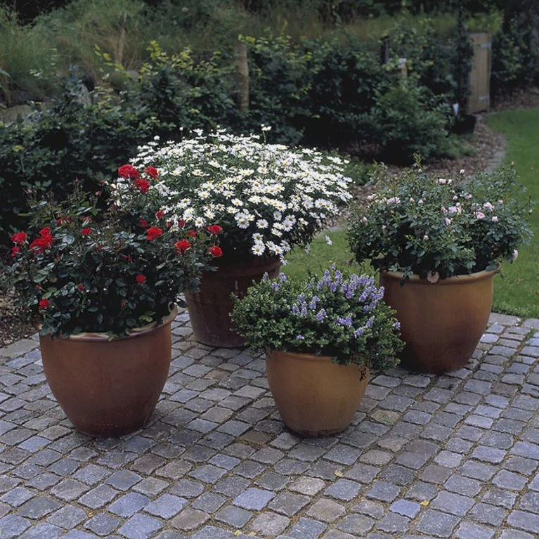 'Top™ Hit'® Rosa X 'Top™ Hit'® (Miniaturerose) A-Kvalitet,- Barrods Roser Min. 3 Grene 6 'Top™ Hit'® Rosa X 'Top™ Hit'® (Miniaturerose) A-Kvalitet,- Barrods Roser Min. 3 Grene - Image 4