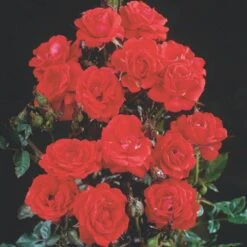 'Top™ Hit'® Rosa X 'Top™ Hit'® (Miniaturerose) A-Kvalitet,- Barrods Roser Min. 3 Grene 11 'Top™ Hit'® Rosa X 'Top™ Hit'® (Miniaturerose) A-Kvalitet,- Barrods Roser Min. 3 Grene -Planter Salgsbutik p35440 52071 rosa x top hit miniaturerose 688f