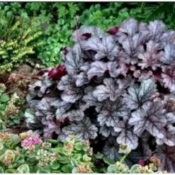 Alunrod 'Timeless Treasure' Heuchera 'Timeless Treasure' 1 Liter Potte