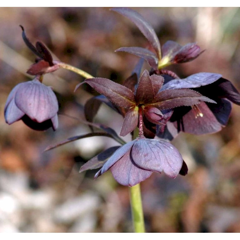 Julerose Hybrid 'Metallic Blue Lady' Helleborus Hybrid 'Metallic Blue Lady' 1 Liter Potte 5 Julerose Hybrid 'Metallic Blue Lady' Helleborus Hybrid 'Metallic Blue Lady' 1 Liter Potte - Image 3