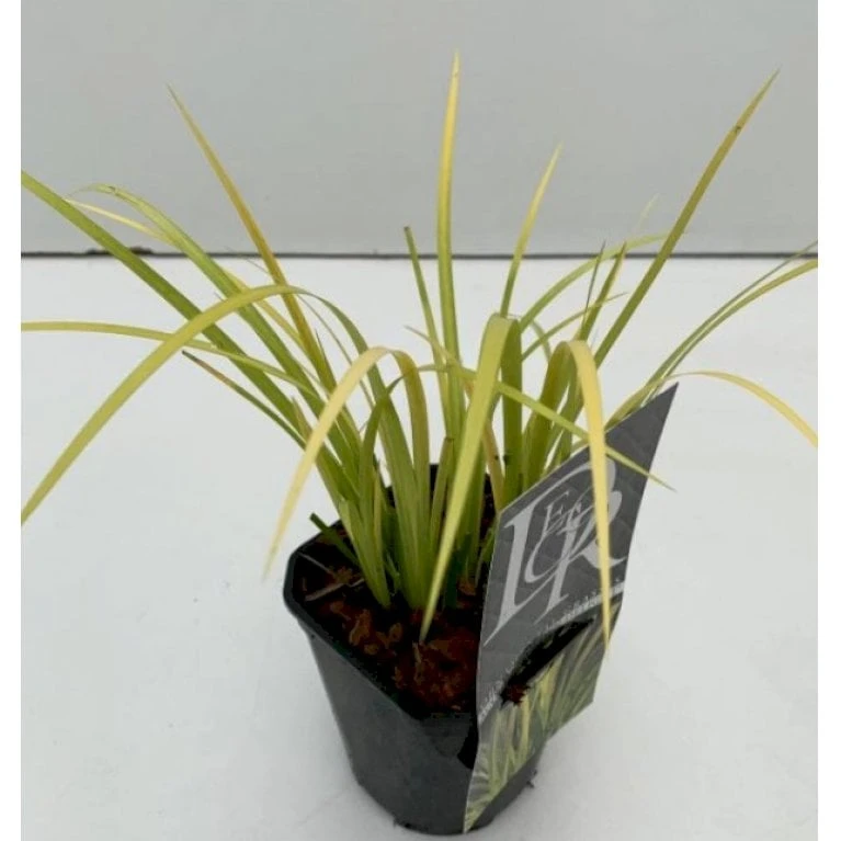 Kalmus 'Golden Delight' Acorus Gramineus 'Golden Delight' 1 Liter Potte 5 Kalmus 'Golden Delight' Acorus Gramineus 'Golden Delight' 1 Liter Potte - Image 3