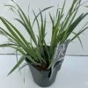 Star 'Bunny Blue' Carex Laxiculmis 'Bunny Blue' Potte 2 Liter. 1 Star 'Bunny Blue' Carex Laxiculmis 'Bunny Blue' Potte 2 Liter. -Planter Salgsbutik p35717 42603 carex laxiculmis bunny blue 6cf5