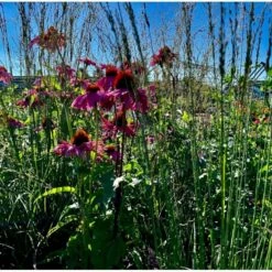 Blåtop 'Edith Dudszus' Molinia Caerulea 'Edith Dudszus' Potte 2,0 Liter,- 40-60 Cm.