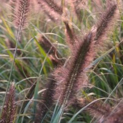 Lampepudsergræs 'Red Head' Pennisetum Alopecuroides 'Red Head' 3,0 Liter Potte