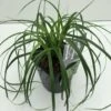 Star 'Evergreen' Carex Oshimensis 'Evergreen' Potte 2 Liter. 1 Star 'Evergreen' Carex Oshimensis 'Evergreen' Potte 2 Liter. -Planter Salgsbutik p35736 42607 carex oshimensis evergreen 910a