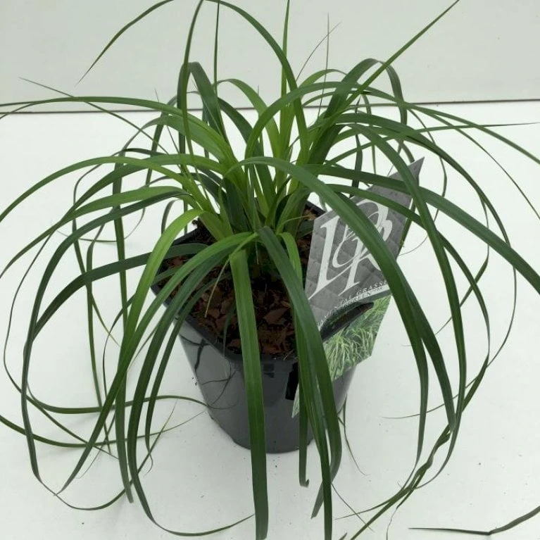 Star 'Evergreen' Carex Oshimensis 'Evergreen' Potte 2 Liter. 3 Star 'Evergreen' Carex Oshimensis 'Evergreen' Potte 2 Liter.