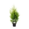 Almindelig Thuja 'Golden Brabant' Thuja Occidentalis 'Golden Brabant' Potte 3,0 Liter,- 60-70 Cm. 1 Almindelig Thuja 'Golden Brabant' Thuja Occidentalis 'Golden Brabant' Potte 3,0 Liter,- 60-70 Cm. -Planter Salgsbutik p35837 38926 thuja occidentalis golden brabrant bb90