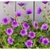 Storkenæb 'Hexham Velvet' Geranium Hybrid 'Hexham Velvet' 1 Liter Potte 1 Storkenæb 'Hexham Velvet' Geranium Hybrid 'Hexham Velvet' 1 Liter Potte -Planter Salgsbutik p35897 39071 geranium hexham velvet 306b