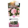 'Natasha Richardson' Rosa X 'Natasha Richardson' 5 Liter Potte 2 'Natasha Richardson' Rosa X 'Natasha Richardson' 5 Liter Potte -Planter Salgsbutik p35925 39266 image b02a