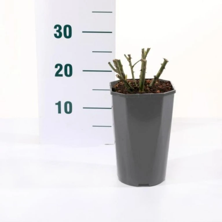 'Valencia' Rosa X 'Valencia' 3,0 Liter Potte 5 'Valencia' Rosa X 'Valencia' 3,0 Liter Potte - Image 3