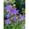 Nælde-Klokke Campanula Trachelium 2 Liter Potte -Planter Salgsbutik p35983 41069 campanula trachelium 511b