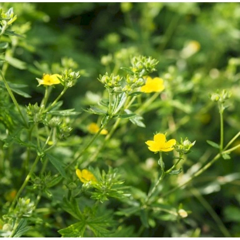 Sølvpotentil Potentilla Argentea 2 Liter Potte 3 Sølvpotentil Potentilla Argentea 2 Liter Potte