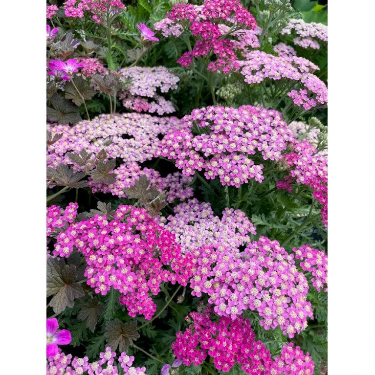 Røllike 'Milly Rock Rose' Achillea Millefolium 'Milly Rock Rose' 3,5 Liter Potte 3 Røllike 'Milly Rock Rose' Achillea Millefolium 'Milly Rock Rose' 3,5 Liter Potte
