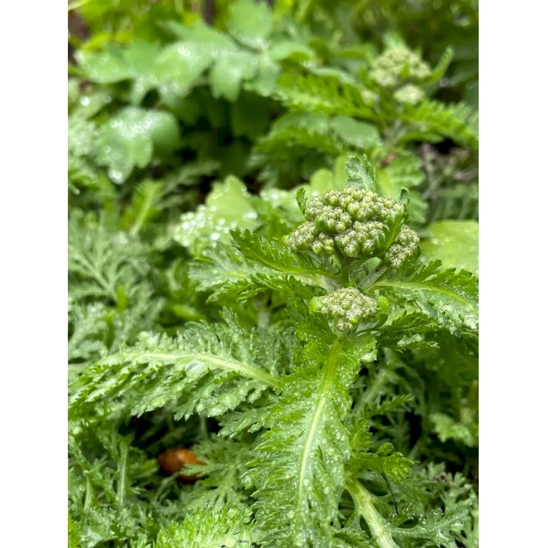 Røllike 'Milly Rock Rose' Achillea Millefolium 'Milly Rock Rose' 3,5 Liter Potte 5 Røllike 'Milly Rock Rose' Achillea Millefolium 'Milly Rock Rose' 3,5 Liter Potte - Image 3