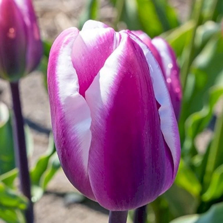 Tulipan 'Librije' Tulips 'Librije' Blomsterløg, Antal Pr. Pakke, Ca. 7 Stk. 3 Tulipan 'Librije' Tulips 'Librije' Blomsterløg, Antal Pr. Pakke, Ca. 7 Stk.