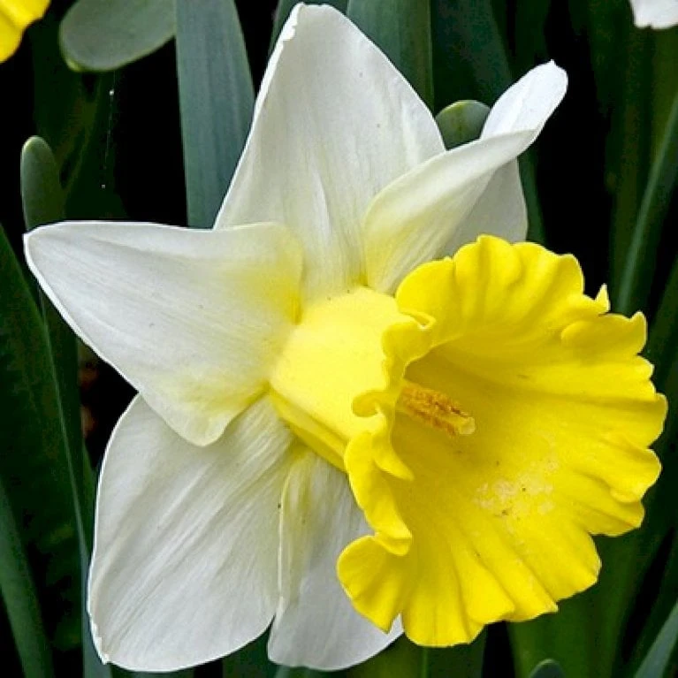 Påskelilje 'Las Vegas' Narcissus 'Las Vegas' Blomsterløg, Antal Pr. Pakke, Ca. 5 Stk. 2 Påskelilje 'Las Vegas' Narcissus 'Las Vegas' Blomsterløg, Antal Pr. Pakke, Ca. 5 Stk.