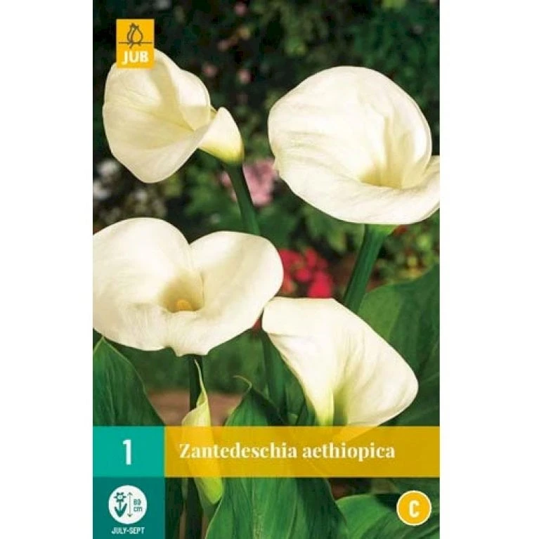 Kalla Zanthedechia Aethiopia Blomsterløg, Antal Pr. Pakke, Ca. 1 Stk. 4 Kalla Zanthedechia Aethiopia Blomsterløg, Antal Pr. Pakke, Ca. 1 Stk. - Image 2