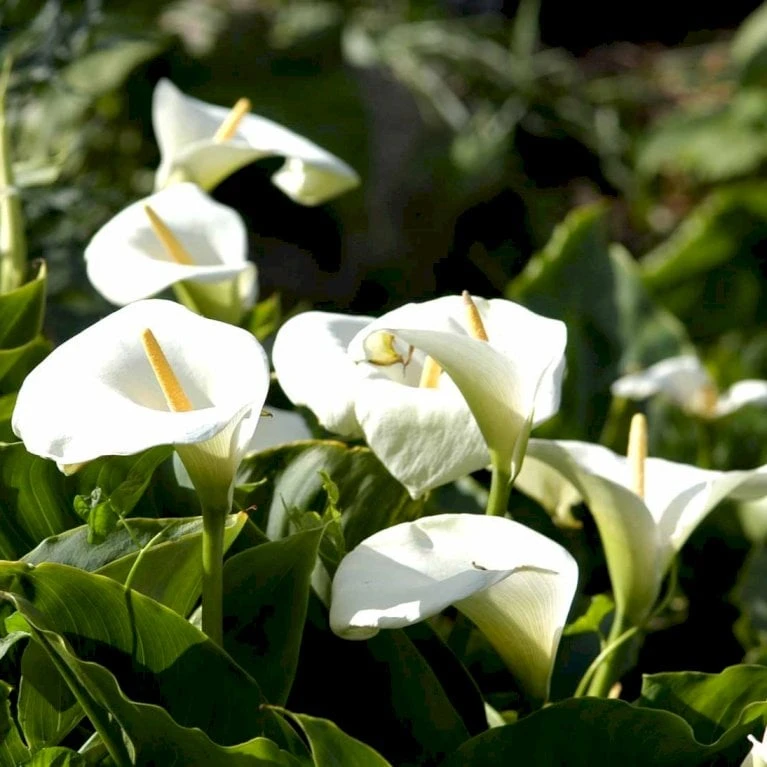 Kalla Zanthedechia Aethiopia Blomsterløg, Antal Pr. Pakke, Ca. 1 Stk. 5 Kalla Zanthedechia Aethiopia Blomsterløg, Antal Pr. Pakke, Ca. 1 Stk. - Image 3
