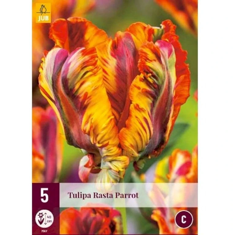 Tulipan 'Rasta Parrot' Tulips 'Rasta Parrot' Blomsterløg, Antal Pr. Pakke, Ca. 5 Stk. 4 Tulipan 'Rasta Parrot' Tulips 'Rasta Parrot' Blomsterløg, Antal Pr. Pakke, Ca. 5 Stk. - Image 2