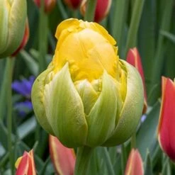 Tulipan 'Vanille Coupe' Tulips 'Vanille Coupe' Blomsterløg, Antal Pr. Pakke, Ca. 5 Stk.