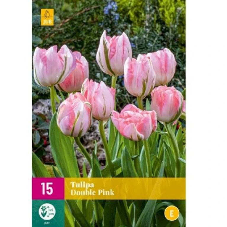 Tulipan 'Double Pink' XXL Tulips 'Double Pink' Blomsterløg, Antal Pr. Pakke, Ca. 15 Stk. 4 Tulipan 'Double Pink' XXL Tulips 'Double Pink' Blomsterløg, Antal Pr. Pakke, Ca. 15 Stk. - Image 2