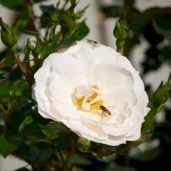 'Diamond Border'® Rosa X 'Diamond Border'® (Bunddækkerose) A-Kvalitet,- Barrods Roser Min. 3 Grene 16 'Diamond Border'® Rosa X 'Diamond Border'® (Bunddækkerose) A-Kvalitet,- Barrods Roser Min. 3 Grene -Planter Salgsbutik p362 51944 rosa x diamond border bunddaekkerose c61e