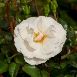 'Diamond Border'® Rosa X 'Diamond Border'® (Bunddækkerose) A-Kvalitet,- Barrods Roser Min. 3 Grene 17 'Diamond Border'® Rosa X 'Diamond Border'® (Bunddækkerose) A-Kvalitet,- Barrods Roser Min. 3 Grene -Planter Salgsbutik p362 51945 rosa x diamond border bunddaekkerose 48ce