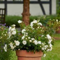 'Diamond Border'® Rosa X 'Diamond Border'® (Bunddækkerose) A-Kvalitet,- Barrods Roser Min. 3 Grene 18 'Diamond Border'® Rosa X 'Diamond Border'® (Bunddækkerose) A-Kvalitet,- Barrods Roser Min. 3 Grene -Planter Salgsbutik p362 51946 rosa x diamond border bunddaekkerose 0c46