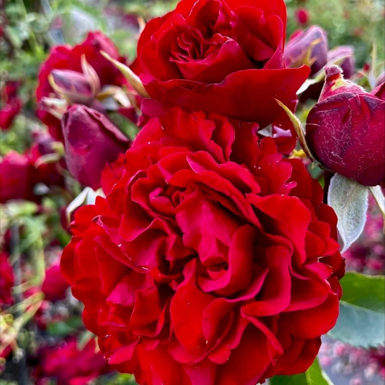 'Crazy In Love Red'™ Rosa X 'Crazy In Love Red'™ (Slyngrose) A-Kvalitet,- Barrods Roser Min. 3 Grene 3 'Crazy In Love Red'™ Rosa X 'Crazy In Love Red'™ (Slyngrose) A-Kvalitet,- Barrods Roser Min. 3 Grene