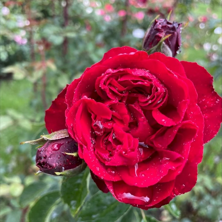 'Crazy In Love Red'™ Rosa X 'Crazy In Love Red'™ (Slyngrose) A-Kvalitet,- Barrods Roser Min. 3 Grene 5 'Crazy In Love Red'™ Rosa X 'Crazy In Love Red'™ (Slyngrose) A-Kvalitet,- Barrods Roser Min. 3 Grene - Image 3