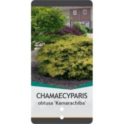 Solcypres 'Kamarachiba' Chamaecyparis Obtusa 'Kamarachiba' Potte 3,0 Liter,- 25-30 Cm. 11 Solcypres 'Kamarachiba' Chamaecyparis Obtusa 'Kamarachiba' Potte 3,0 Liter,- 25-30 Cm. -Planter Salgsbutik p3635 38788 image c7af