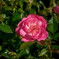 'Easy Cover'® Rosa X 'Easy Cover'® (Bunddækkerose) A-Kvalitet,- Barrods Roser Min. 3 Grene 14 'Easy Cover'® Rosa X 'Easy Cover'® (Bunddækkerose) A-Kvalitet,- Barrods Roser Min. 3 Grene -Planter Salgsbutik p363 51953 rosa x easy cover bunddaekkerose 23b9