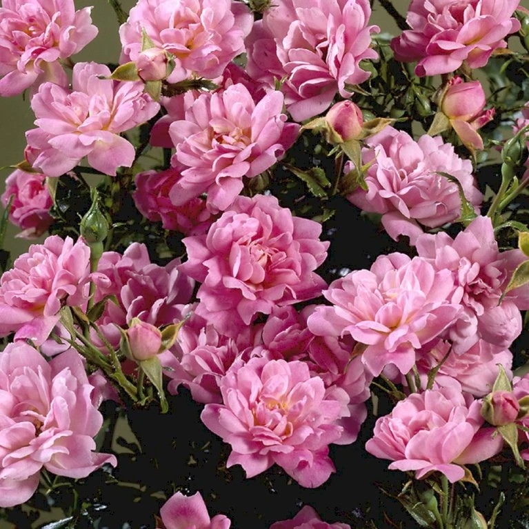 'Easy Cover'® Rosa X 'Easy Cover'® (Bunddækkerose) A-Kvalitet,- Barrods Roser Min. 3 Grene 7 'Easy Cover'® Rosa X 'Easy Cover'® (Bunddækkerose) A-Kvalitet,- Barrods Roser Min. 3 Grene - Image 5