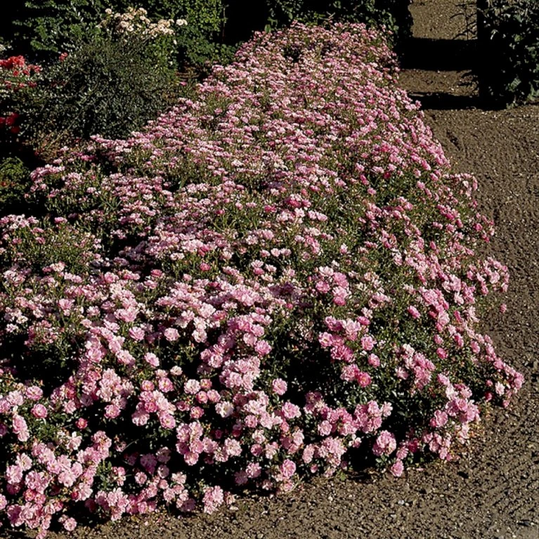 'Easy Cover'® Rosa X 'Easy Cover'® (Bunddækkerose) A-Kvalitet,- Barrods Roser Min. 3 Grene 8 'Easy Cover'® Rosa X 'Easy Cover'® (Bunddækkerose) A-Kvalitet,- Barrods Roser Min. 3 Grene - Image 6