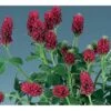 Fjerkløver Trifolium Rubens 1 Liter Potte 1 Fjerkløver Trifolium Rubens 1 Liter Potte -Planter Salgsbutik p36481 40665 trifolium rubens 302d