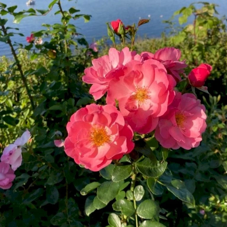 'Lars Lilholt' Rosa X 'Lars Lilholt' (Buketrose) A-kvalitet,- Pottede Roser 7 'Lars Lilholt' Rosa X 'Lars Lilholt' (Buketrose) A-kvalitet,- Pottede Roser - Image 5