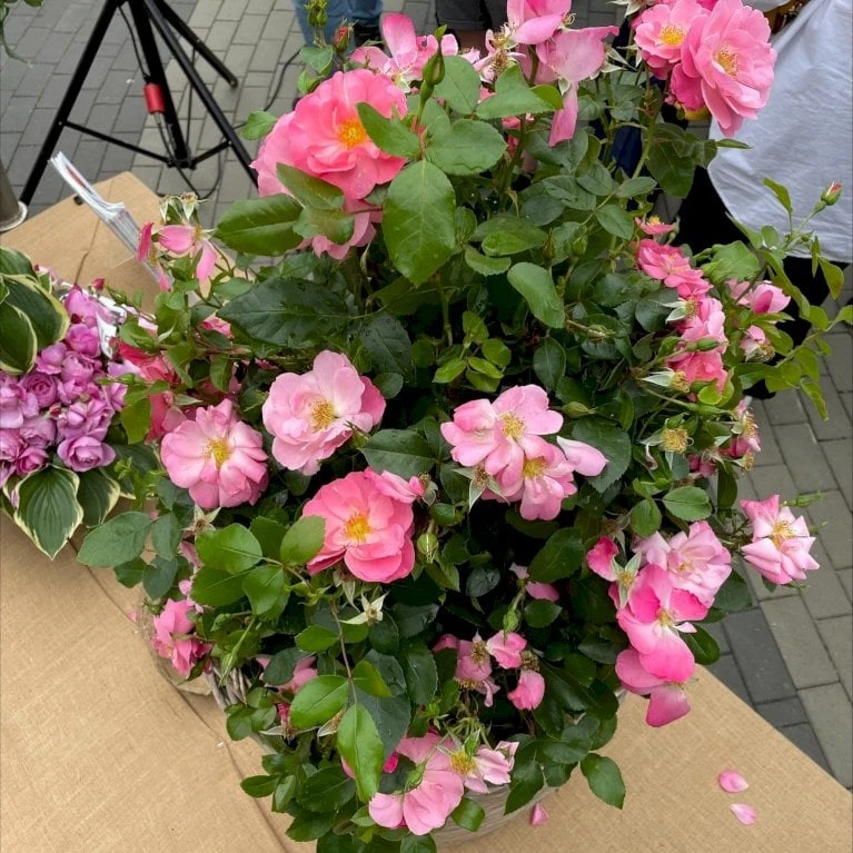 'Lars Lilholt' Rosa X 'Lars Lilholt' (Buketrose) A-kvalitet,- Pottede Roser 8 'Lars Lilholt' Rosa X 'Lars Lilholt' (Buketrose) A-kvalitet,- Pottede Roser - Image 6