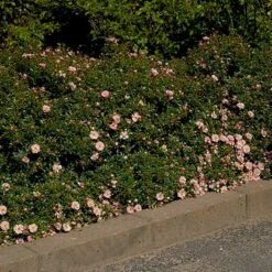 'Gentle Cover'® Rosa X 'Gentle Cover'® (Bunddækkerose) A-Kvalitet,- Barrods Roser Min. 3 Grene 11 'Gentle Cover'® Rosa X 'Gentle Cover'® (Bunddækkerose) A-Kvalitet,- Barrods Roser Min. 3 Grene -Planter Salgsbutik p364 51962 rosa x gentle cover bunddaekkerose d3df