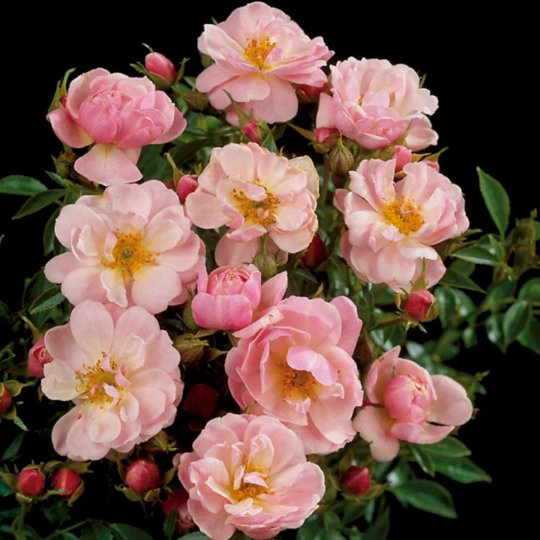 'Gentle Cover'® Rosa X 'Gentle Cover'® (Bunddækkerose) A-Kvalitet,- Barrods Roser Min. 3 Grene 7 'Gentle Cover'® Rosa X 'Gentle Cover'® (Bunddækkerose) A-Kvalitet,- Barrods Roser Min. 3 Grene - Image 5