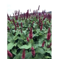 Kertepileurt 'Blackfield' Persicaria Amplexicaulis 'Blackfield' 2 Liter Potte