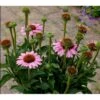 Purpursolhat 'Sunseekers Pink' Echinacea 'Sunseekers Pink' 1 Liter Potte 1 Purpursolhat 'Sunseekers Pink' Echinacea 'Sunseekers Pink' 1 Liter Potte -Planter Salgsbutik p36654 41137 echinacea sunseekers pink fb47