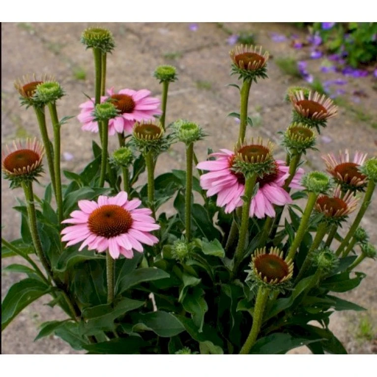 Purpursolhat 'Sunseekers Pink' Echinacea 'Sunseekers Pink' 1 Liter Potte 3 Purpursolhat 'Sunseekers Pink' Echinacea 'Sunseekers Pink' 1 Liter Potte