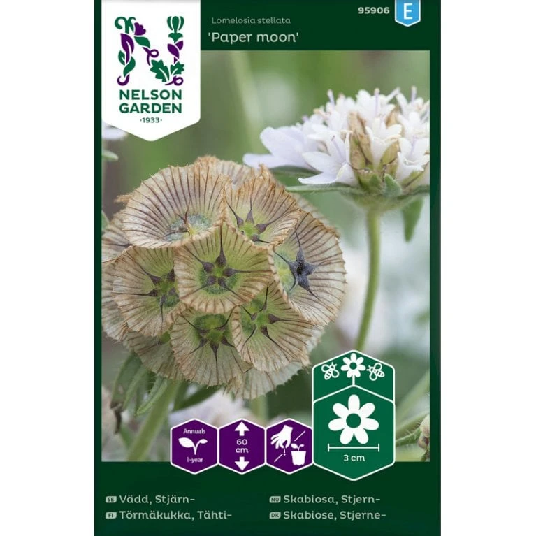 Stjerne Skabiose 'Paper Moon' Lomelosia Stellata 'Paper Moon' 3 Stjerne Skabiose 'Paper Moon' Lomelosia Stellata 'Paper Moon'