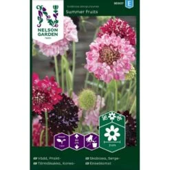 Enkeblomst 'Summer Fruits' Scabiosa Atropurpurea 'Summer Fruits'